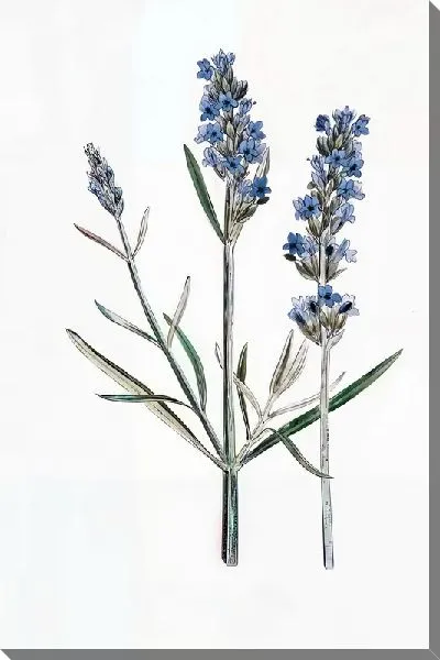 Картина маслом Лаванда №110