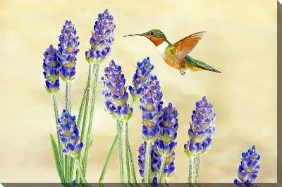 Постер Лаванда №113