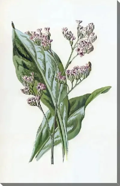 Картина маслом Лаванда №117