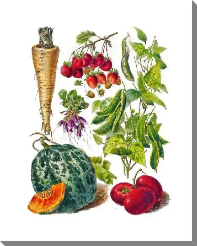 Картина маслом Овощи на белом фоне