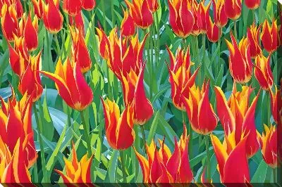 Картина маслом Тюльпаны №310