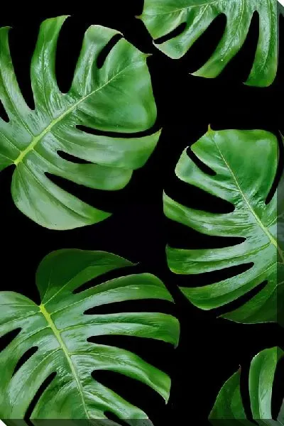 Картина маслом Листья тропиков №13