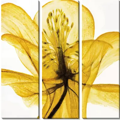 Модульная картина Нарцисс №51