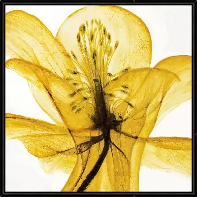 Картина Нарцисс №51