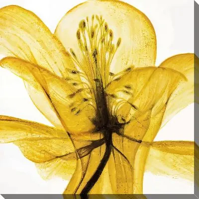 Картина маслом Нарцисс №51