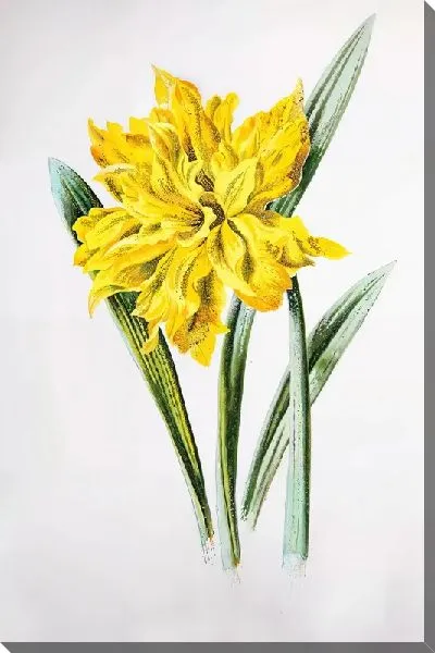 Картина маслом Нарцисс №62