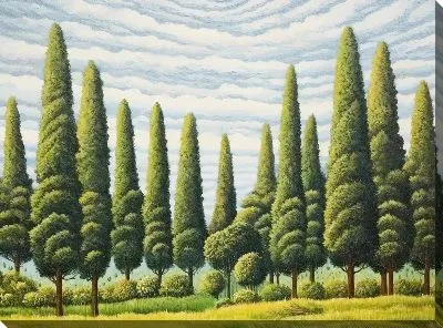 Кипарисы №31