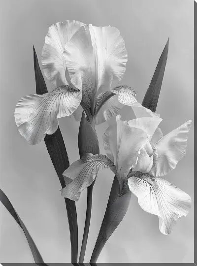 Постер Ирисы №234