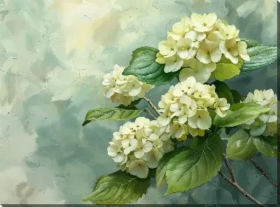 Гортензии №230