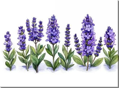 Картина маслом Лаванда №323