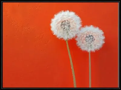 Картина Одуванчики №320