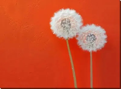 Картина маслом Одуванчики №320