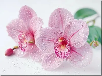 Картина маслом Орхидеи №112