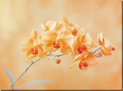 Картина маслом Орхидеи №117