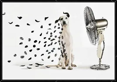 Далматинец и вентилятор