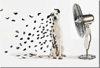 Далматинец и вентилятор