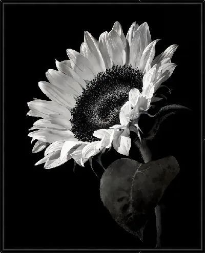 Картина Моно подсолнух