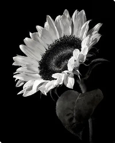 Постер Моно подсолнух