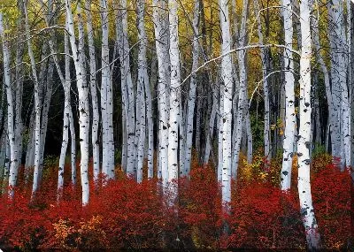 Картина маслом Лес берёз