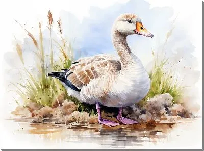 Постер Утка №7