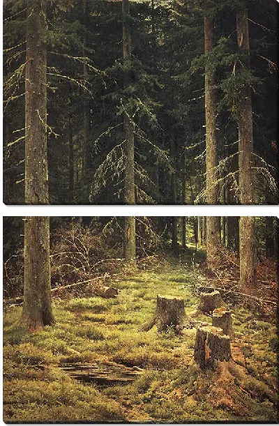 Картина Хвойный лес