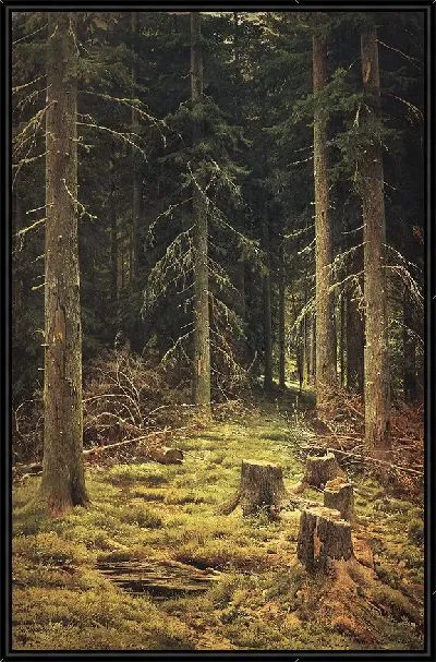 Картина Хвойный лес