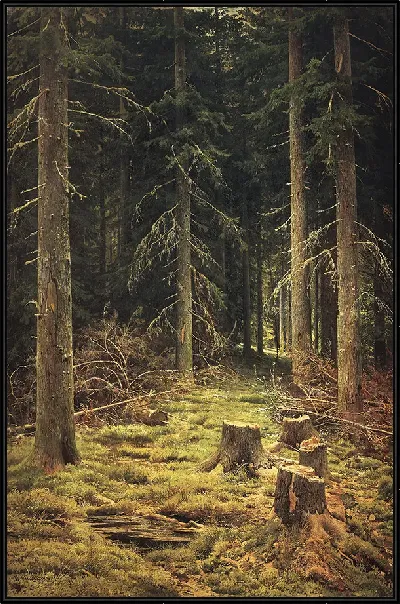 картина