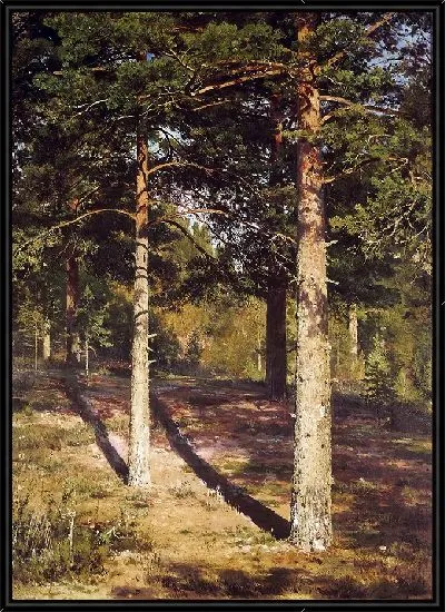 Картина Освещенные солнцем сосны