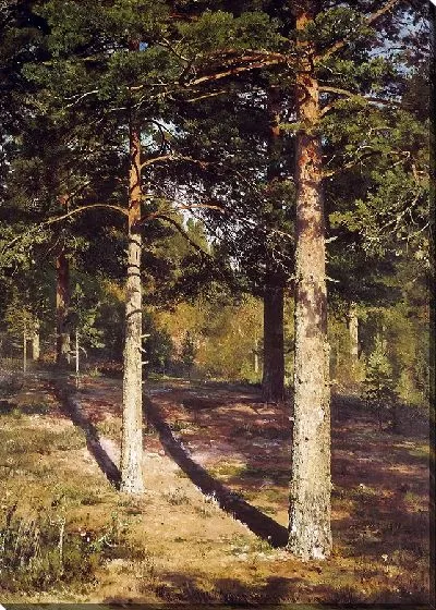 Картина Освещенные солнцем сосны