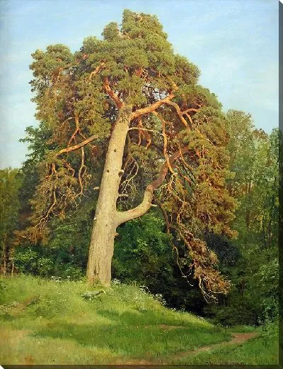 Картина Сосна. Мерикюль