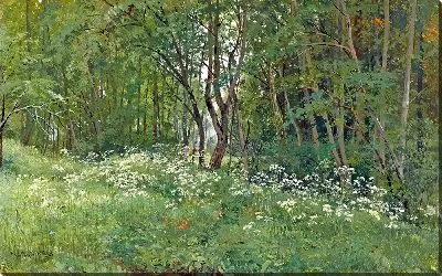 Цветы на опушке леса