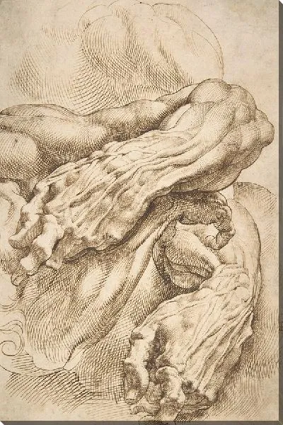 Картина Анатомические исследования левого предплечья в двух положениях и правого предплечья