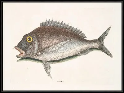 Картина Аурата, Порги (1754)