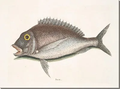 Картина Аурата, Порги (1754)