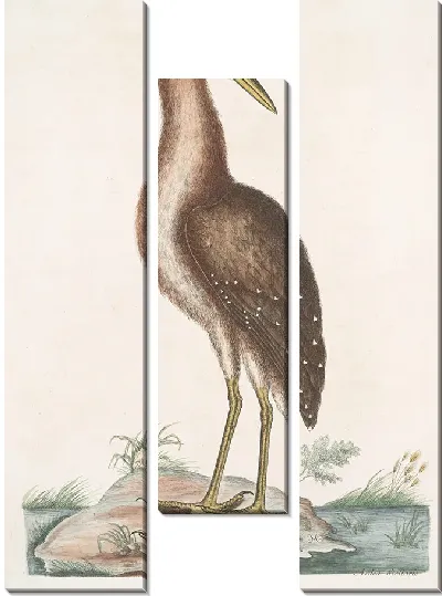 Картина Ардеа Стелларис, бурая выпь (1754)
