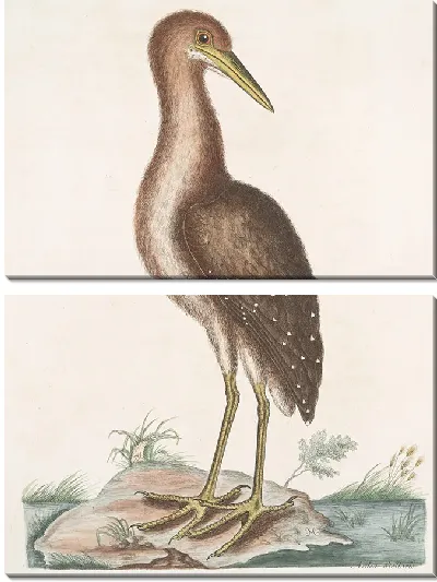 Картина Ардеа Стелларис, бурая выпь (1754)