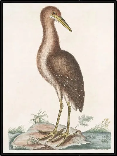 Картина Ардеа Стелларис, бурая выпь (1754)