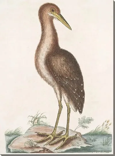Картина Ардеа Стелларис, бурая выпь (1754)
