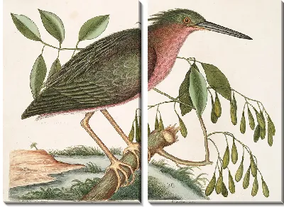 Картина Маленькая выпь Фрацин (1754)