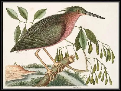 Маленькая выпь Фрацин (1754)