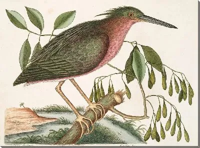 Маленькая выпь Фрацин (1754)