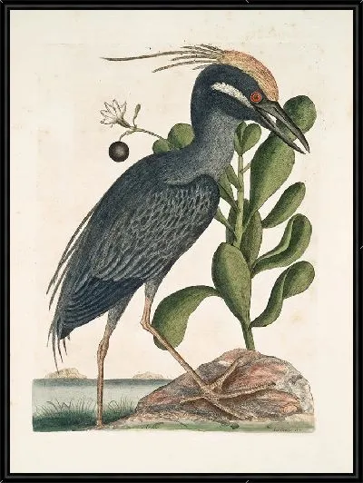 Картина Хохлатая выпь Лобелия (1754)