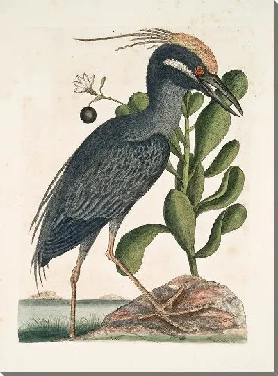 Картина Хохлатая выпь Лобелия (1754)