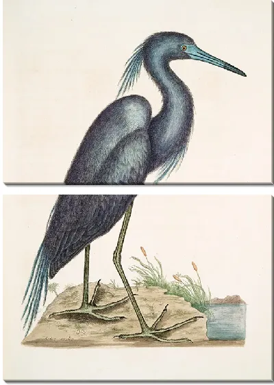 Картина Голубая цапля (1754)