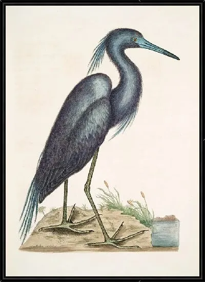 Картина Голубая цапля (1754)