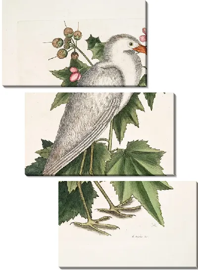 Картина Маленькая белая цапля Кетмия (1754)