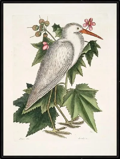 Картина Маленькая белая цапля Кетмия (1754)