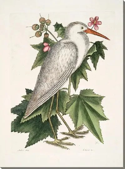 Картина Маленькая белая цапля Кетмия (1754)