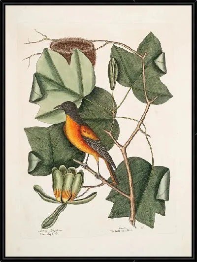 Картина Тюльпановое дерево, балтиморская птица (1754)