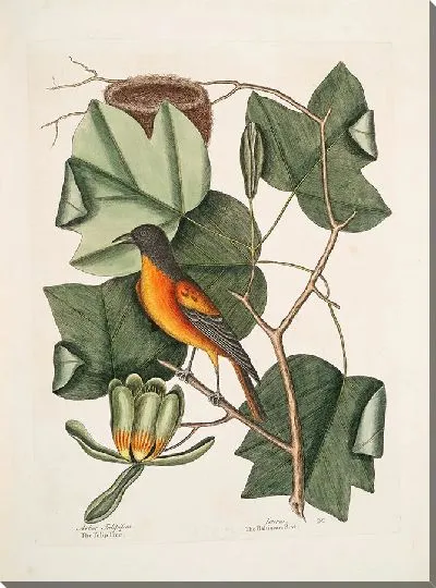 Картина Тюльпановое дерево, балтиморская птица (1754)